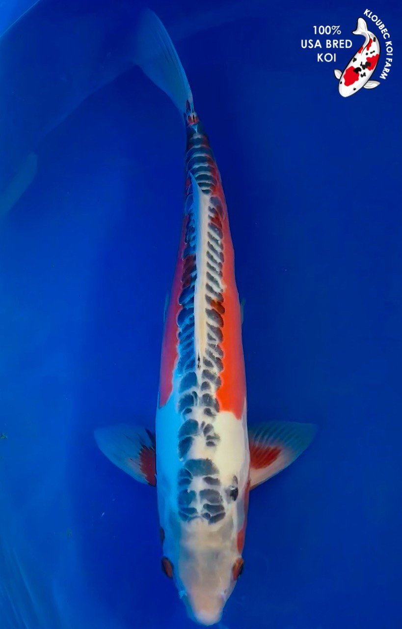 🌸 사슴 우물 샘(시카노이데스이) 이미지 4